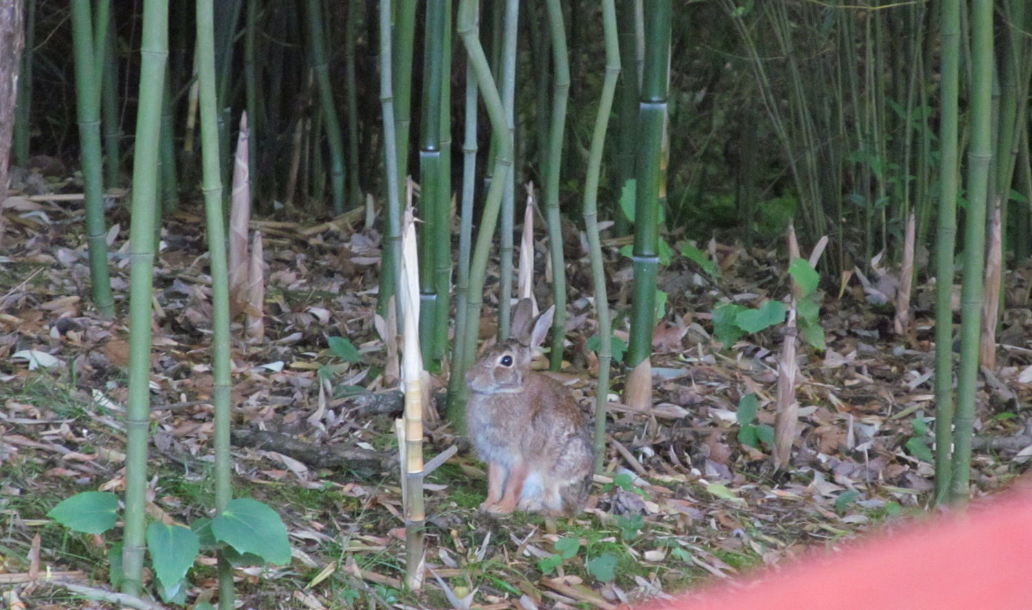 Bunny in bamboo